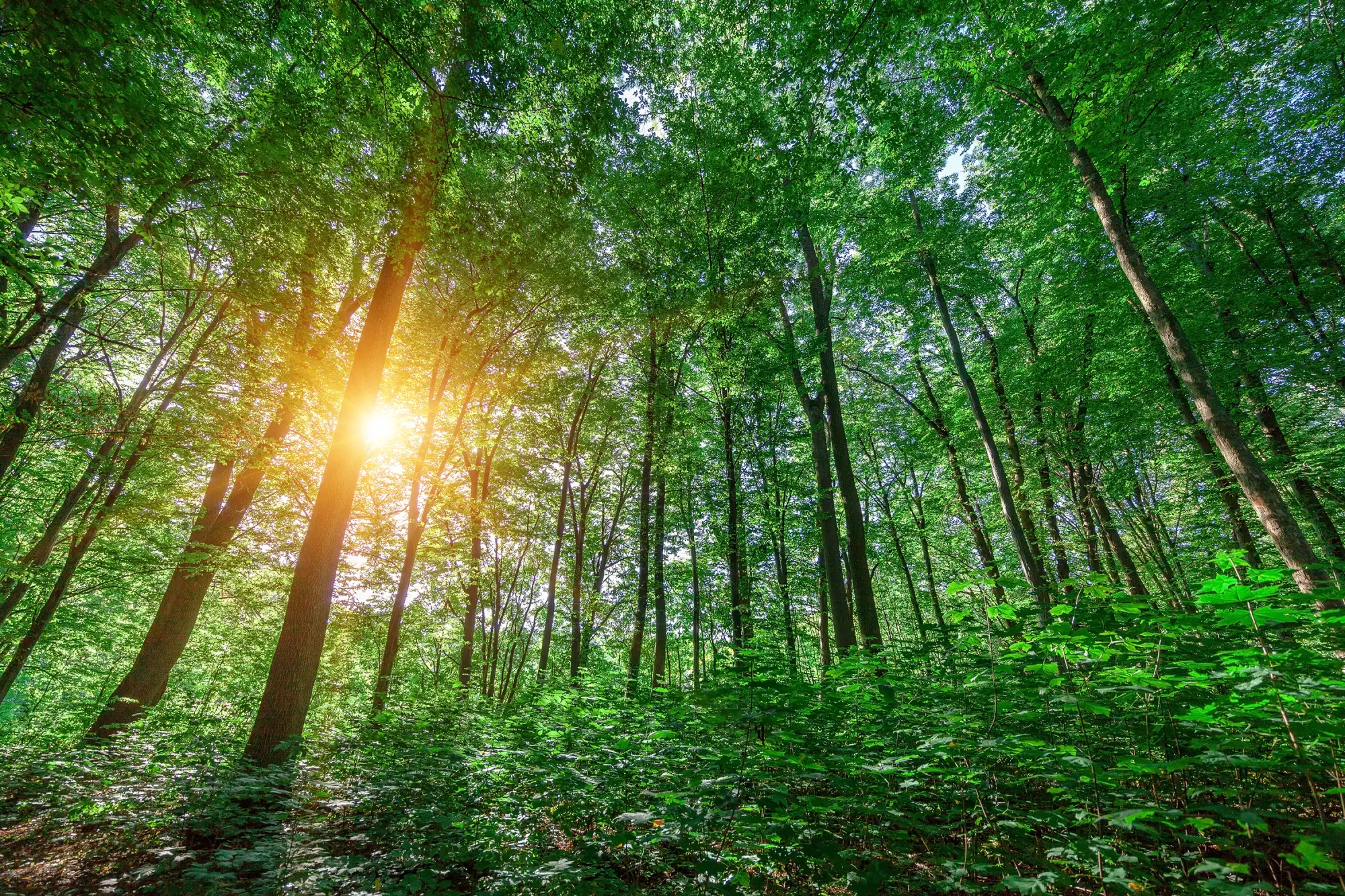 beautiful-green-forest-2026-01-09-15-05-38-utc